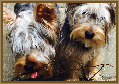 Testimonial 21 - Chico and Belle