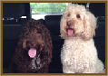 Testimonial 25 - Buzz & Odie